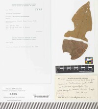 Aecidium nectandrae image