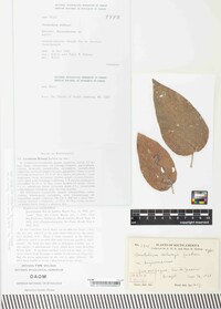 Phragmidiella holwayi image