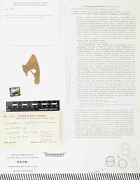 Prospodium cyathiforme image