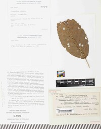 Prospodium palmatum image