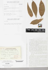 Puccinia alia image