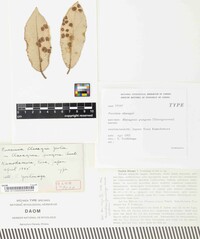 Puccinia elaeagni image
