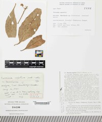 Puccinia expetiva image