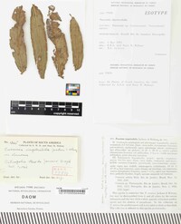 Puccinia impetrabilis image
