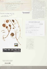 Puccinia saxifragae-gei image