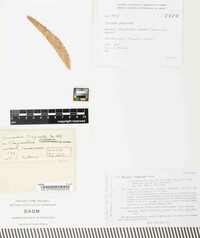 Puccinia plagianthi image