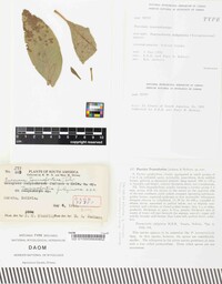 Puccinia tournefortiae image