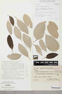 Puccinia vanillosmopsidis image