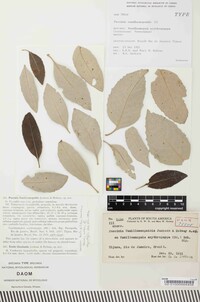 Puccinia vanillosmopsidis image