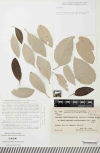 Puccinia vanillosmopsidis image
