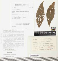 Pucciniosira holwayi image