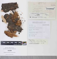 Hohenbuehelia pinacearum image