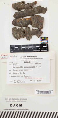 Durandiella pseudotsugae image