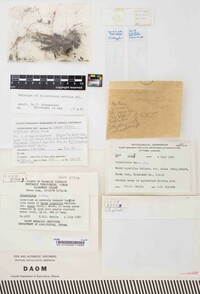 Sclerotinia arctica image
