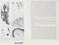 Sclerotinia arctica image