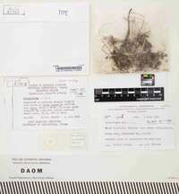 Sclerotinia arctica image