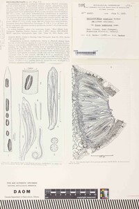 Davisomycella fragilis image