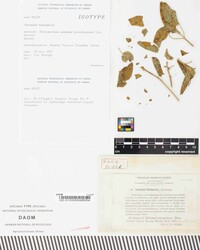 Puccinia tetramerii image