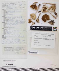 Limacella illinita var. rubescens image