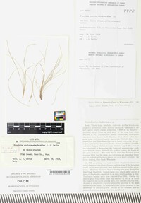 Puccinia caricis-shepherdiae image