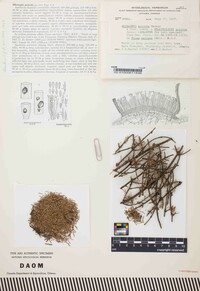 Micraspis acicola image