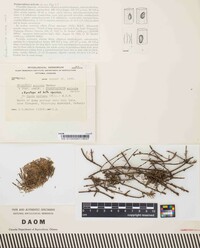 Micraspis acicola image