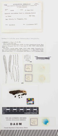 Godronia cassandrae image