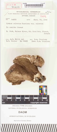 Hydnum calvatum var. calvatum image