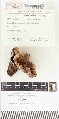 Hydnellum septentrionale image