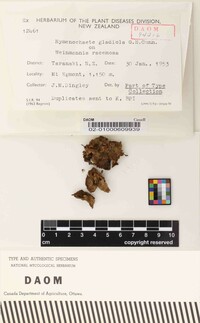 Hymenochaete gladiola image