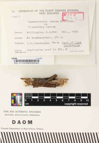 Hymenochaete innexa image