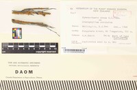 Pseudochaete tabacina image