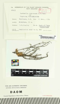 Lachnella coprosmae image