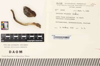 Leccinum vulpinum image