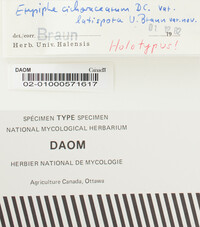 Golovinomyces cichoracearum var. latisporus image