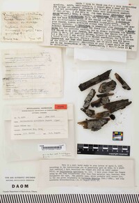 Suillosporium cystidiatum image