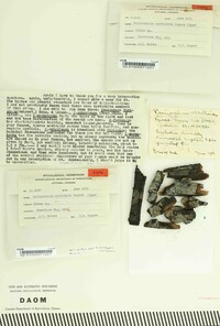 Suillosporium cystidiatum image