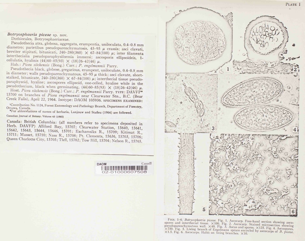 Botryosphaeria piceae image