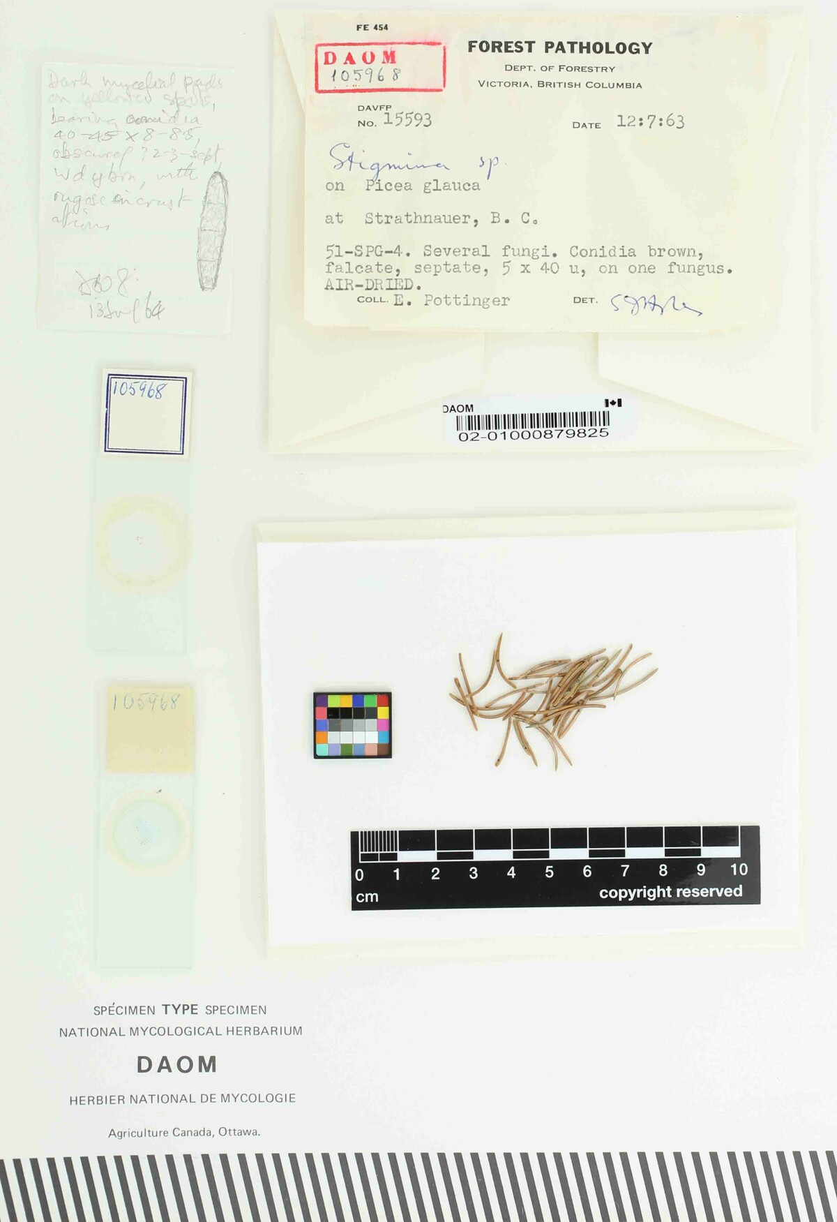 Stigmina verrucosa image