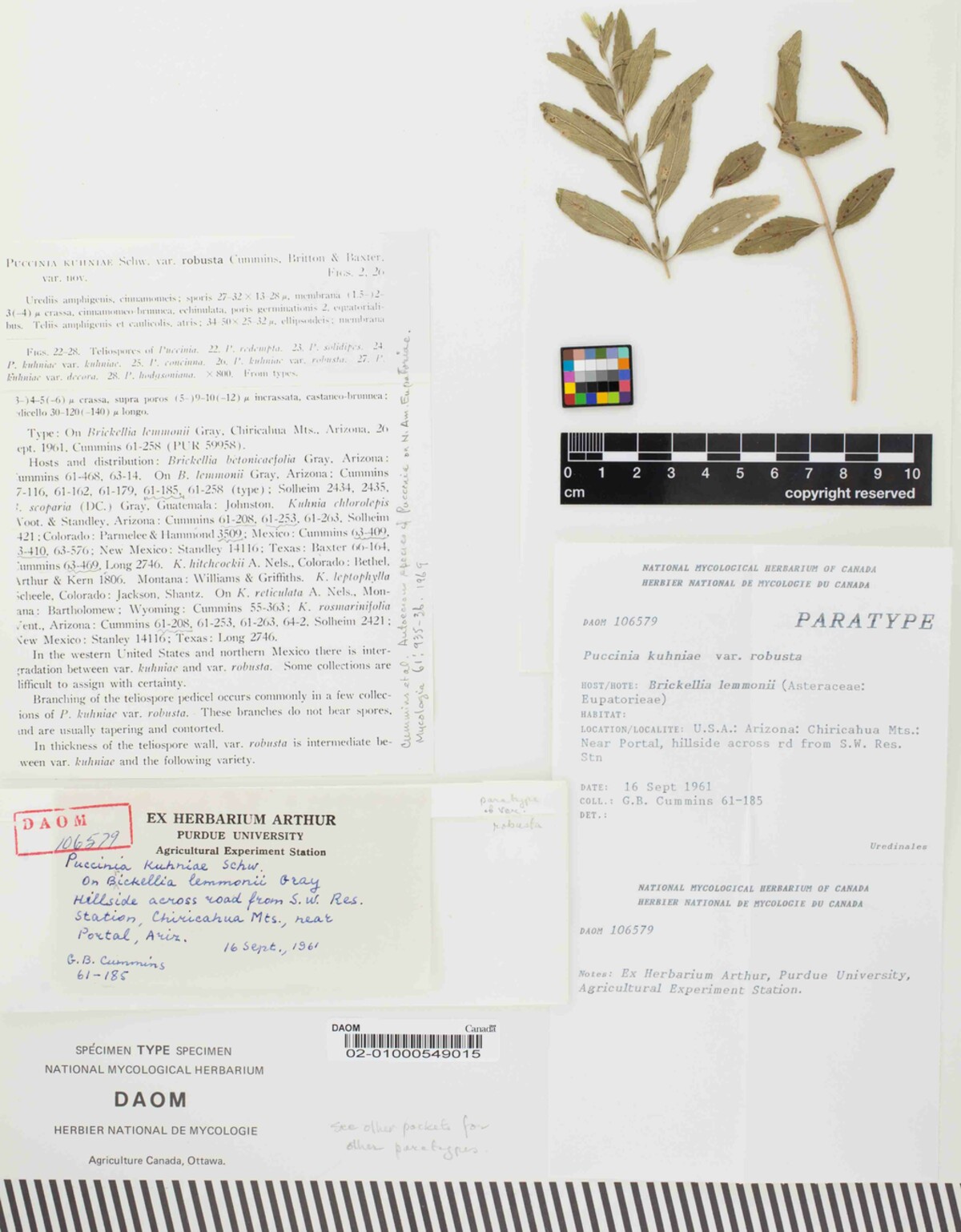 Puccinia kuhniae var. robusta image
