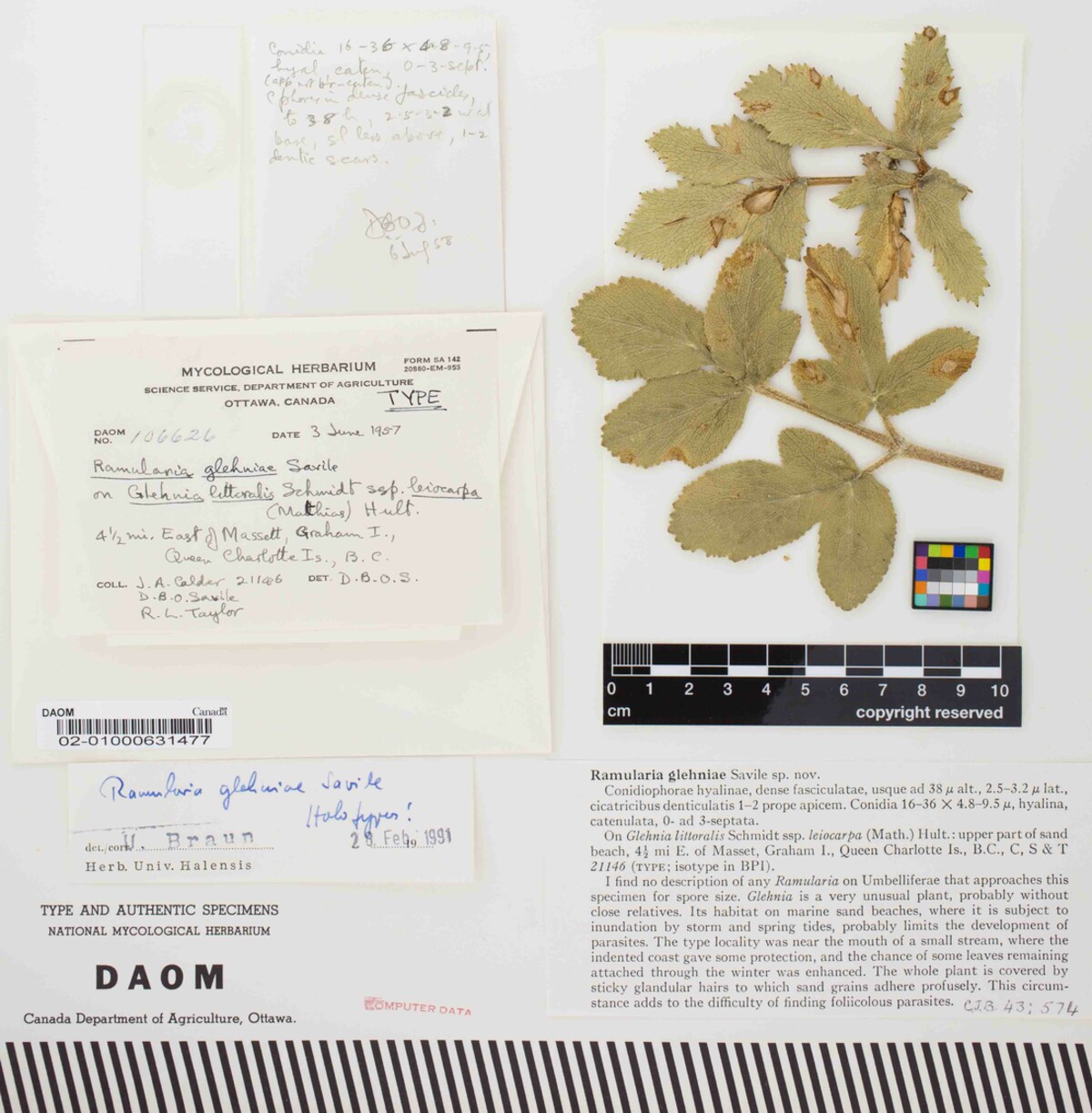 Ramularia glehniae image