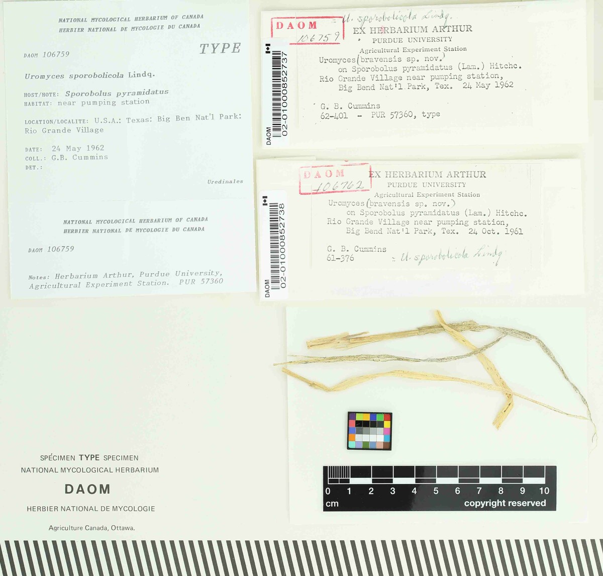 Uromyces sporobolicola image