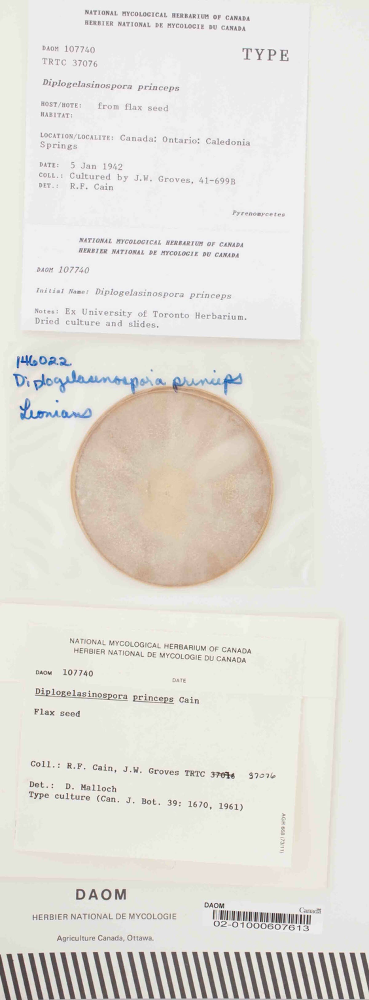 Diplogelasinospora princeps image