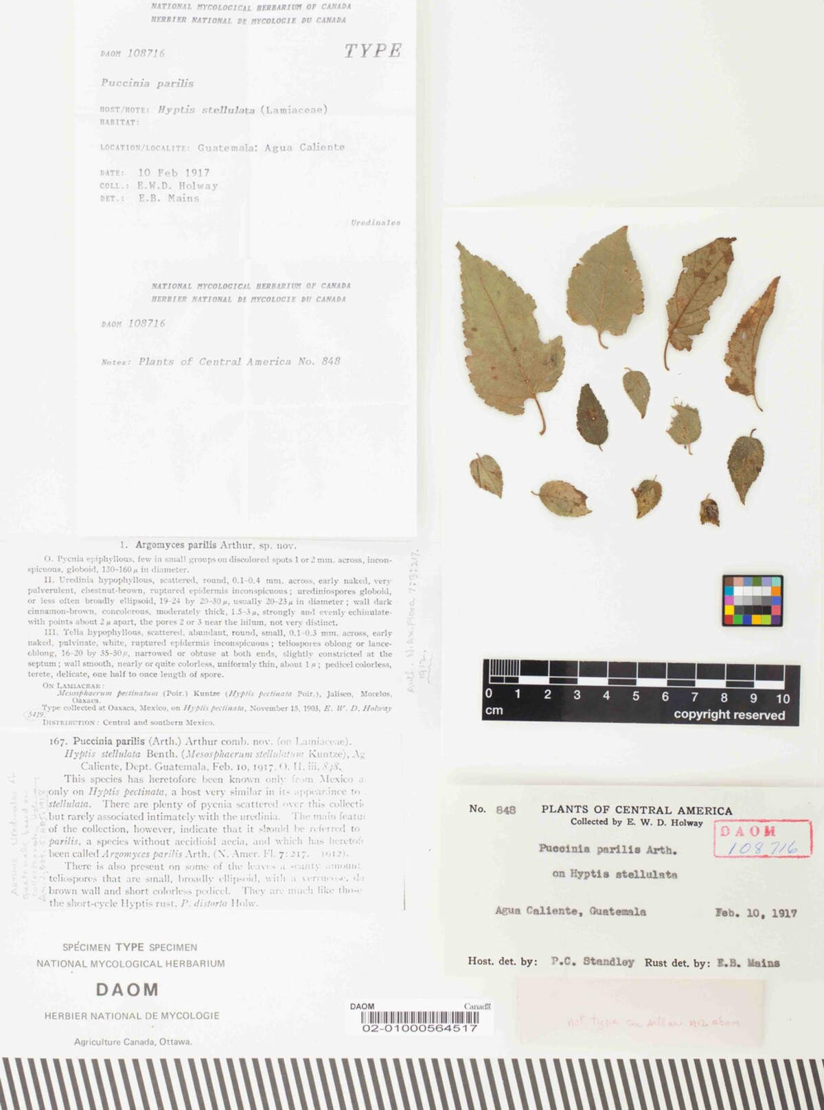 Puccinia parilis image