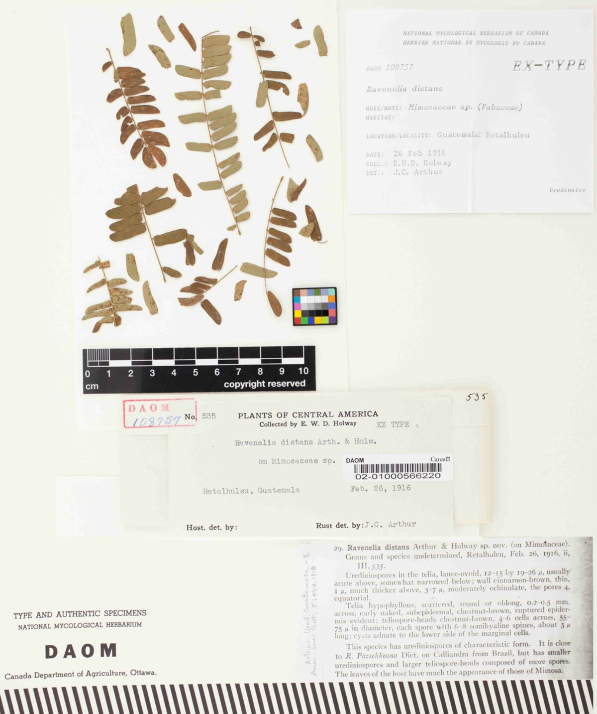 Ravenelia distans image