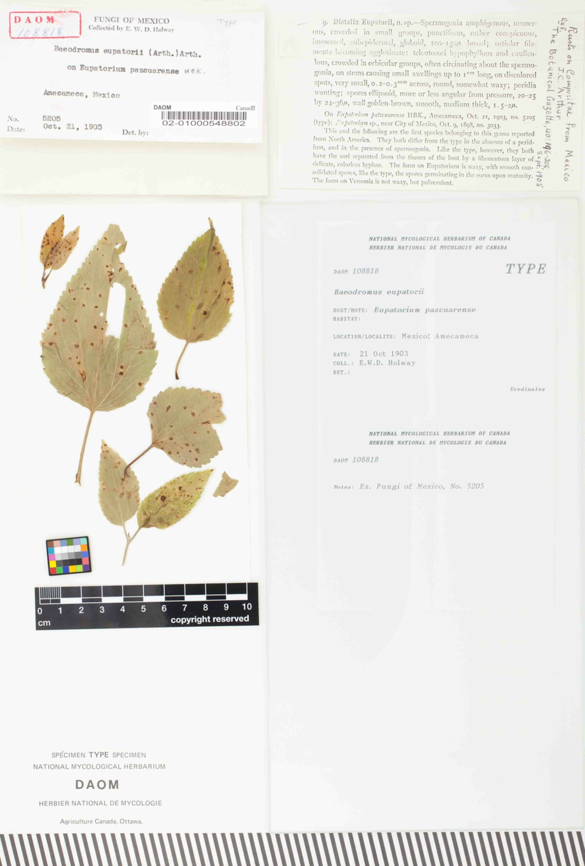 Baeodromus eupatorii image