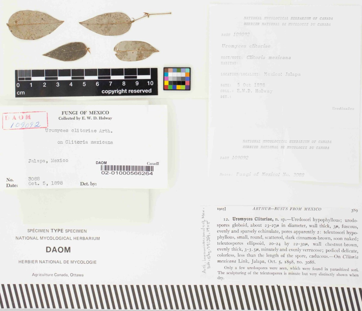 Uromyces clitoriae image