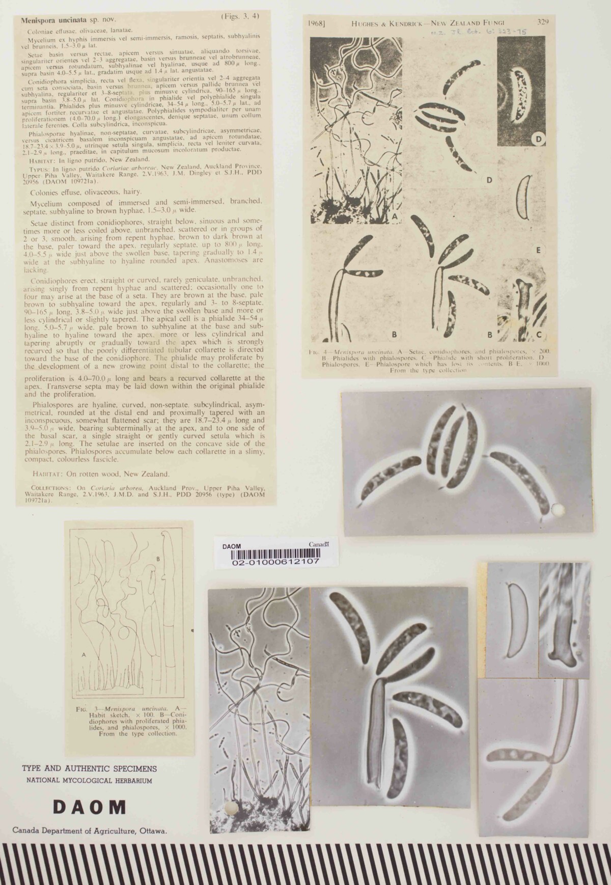 Menispora uncinata image