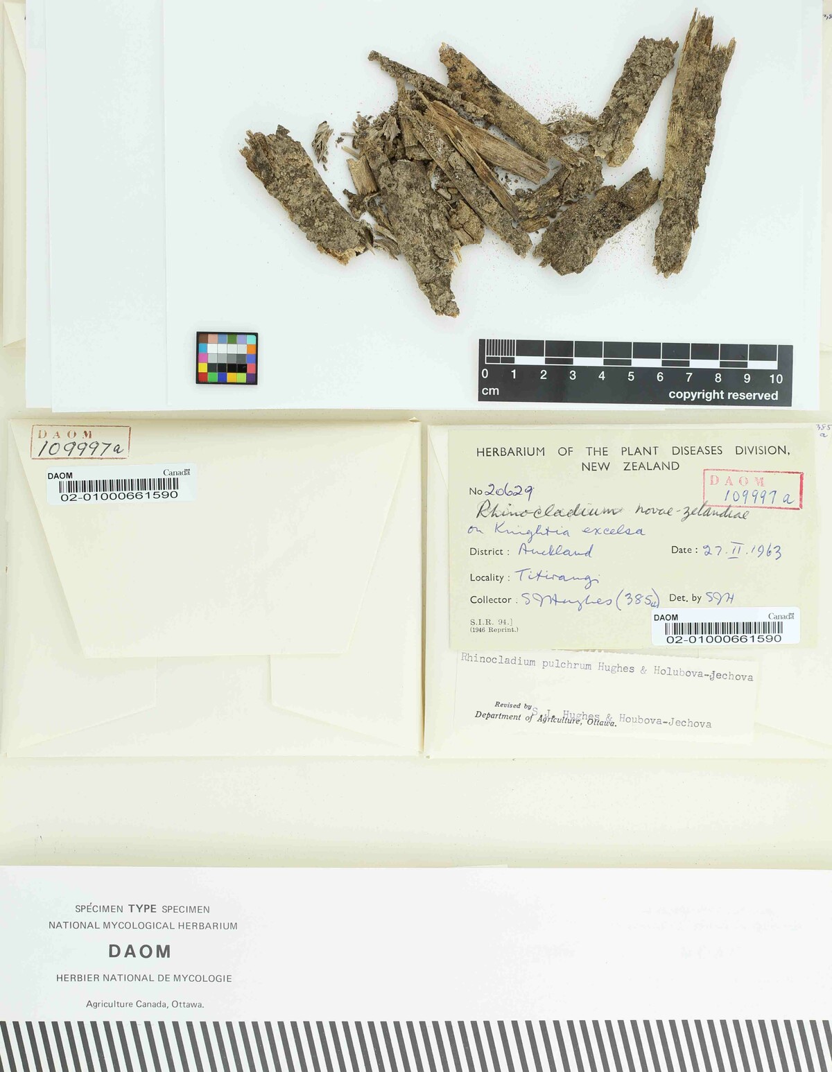 Rhinocladium pulchrum image