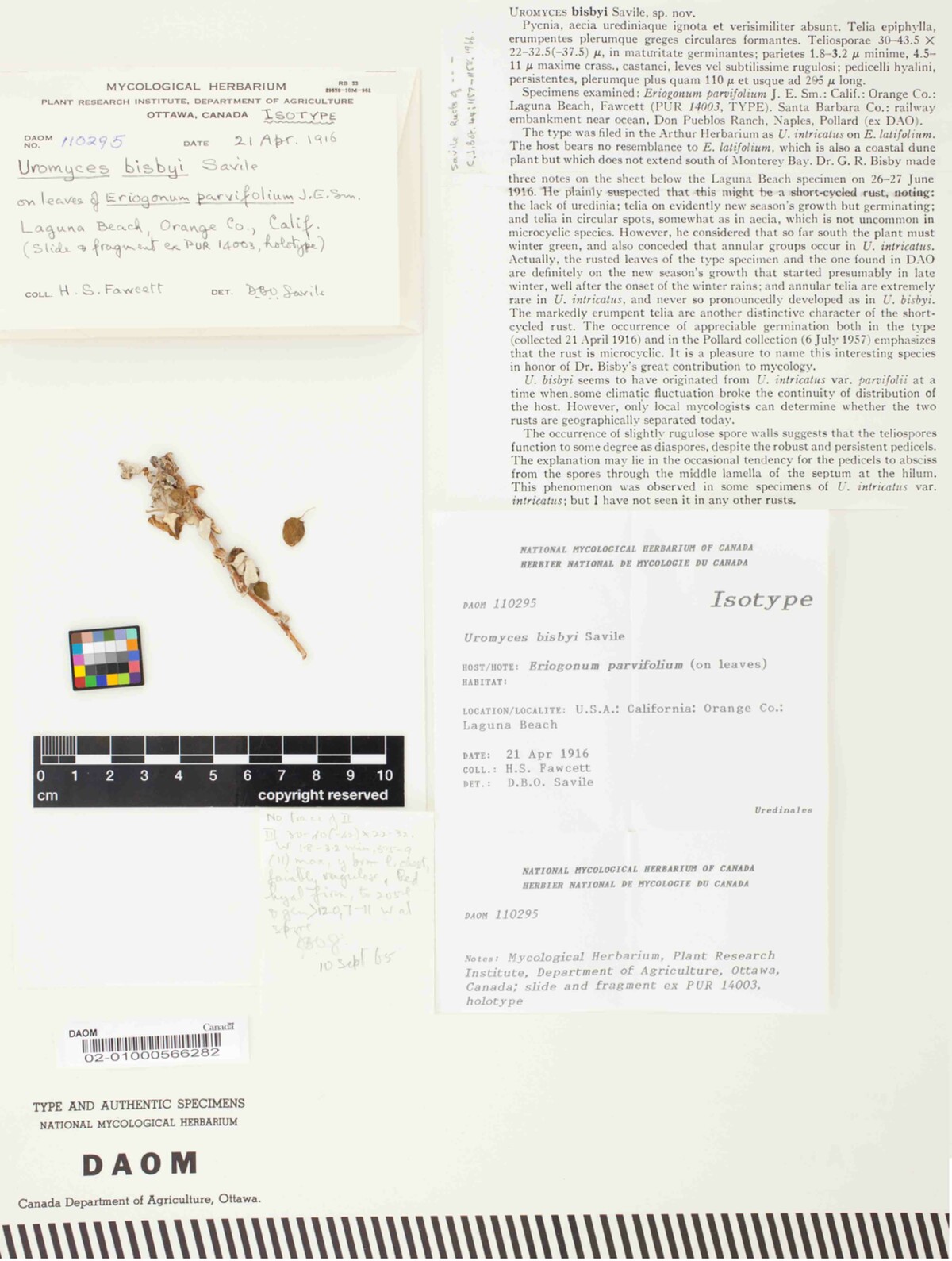 Uromyces bisbyi image